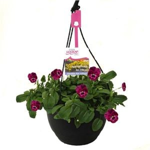 200mm Cool Wave Pansy Raspberry Hanging Basket - Viola wittrockiana