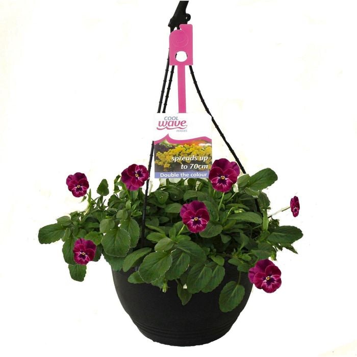 200mm Cool Wave Pansy Raspberry Hanging Basket - Viola wittrockiana