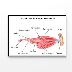 Structure Skeletal Muscle Anatomy  Print 100% Australian Made 90x60cm  (Poster)