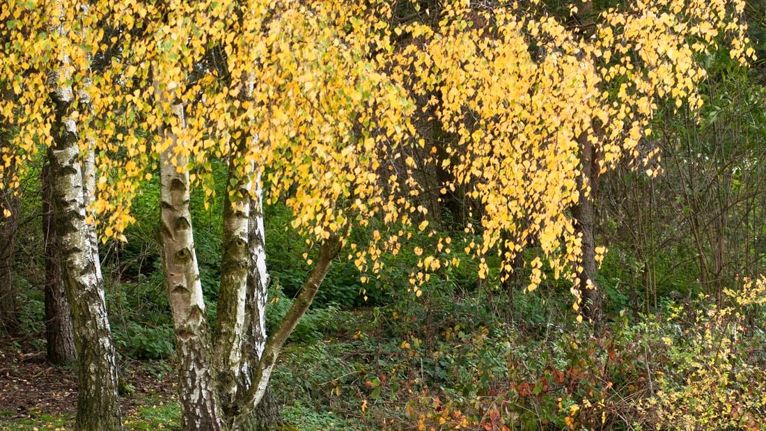 wide shot of a group of silver birch trees