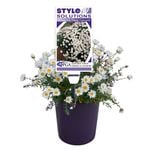 Native Trees & Shrubs