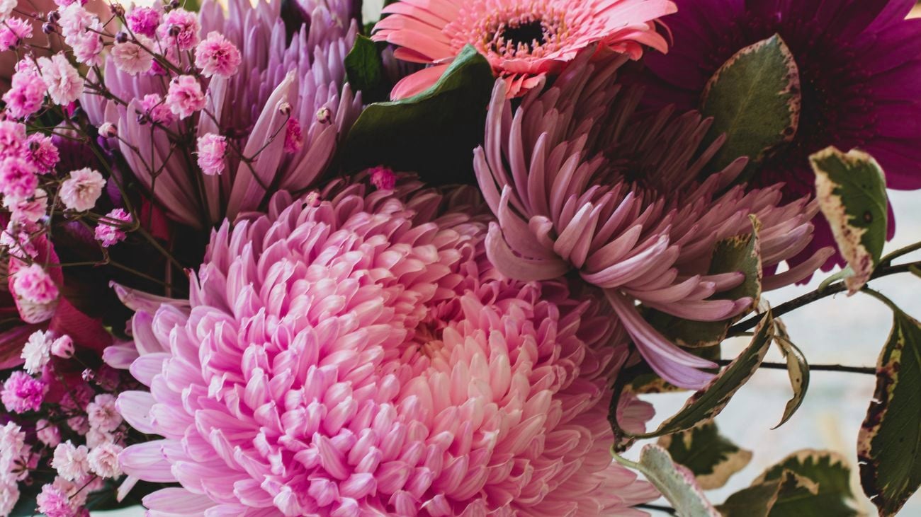 Close up of a stunning pink dahlia flower