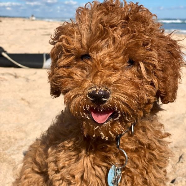a pet dog on a  beach looking at the camera 