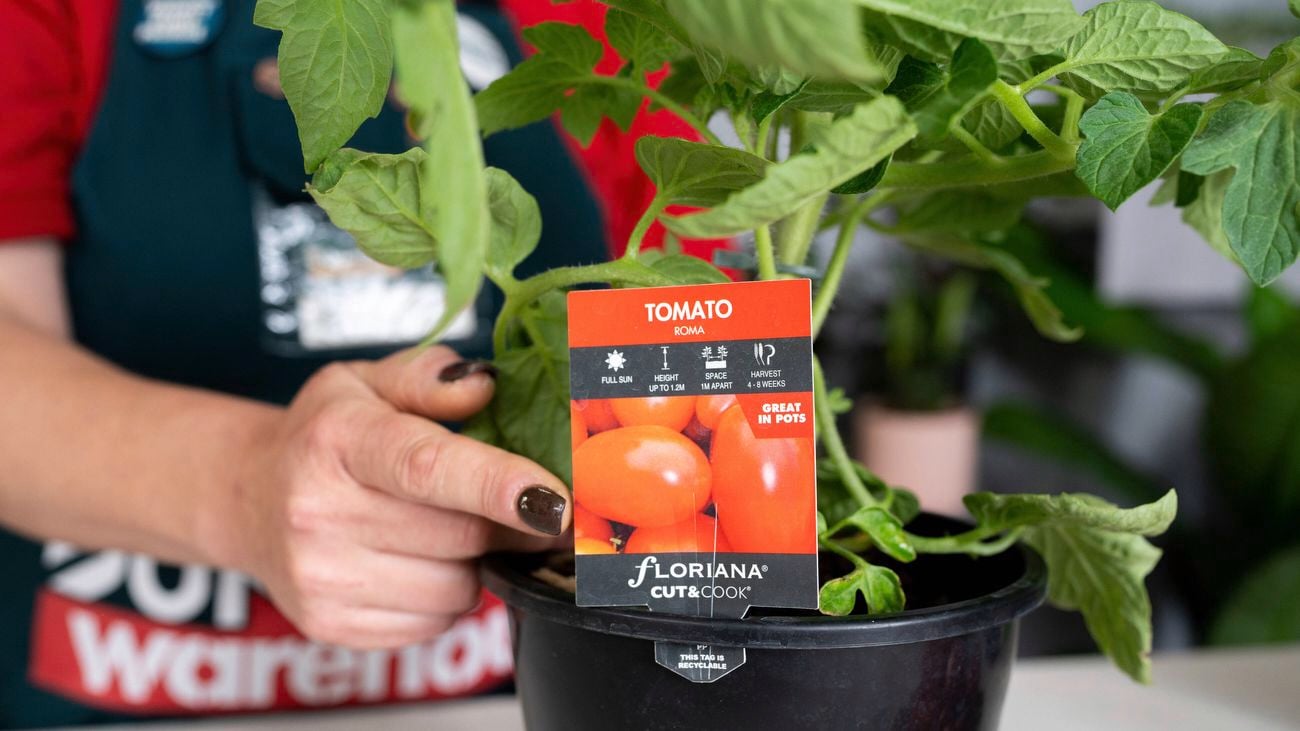 Tag labelled Roma Tomato on a plant in a pot.