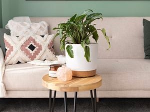 A philodendron plant on a small table.