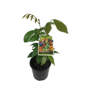 3L Inga Ice Cream Bean - Inga Edulis