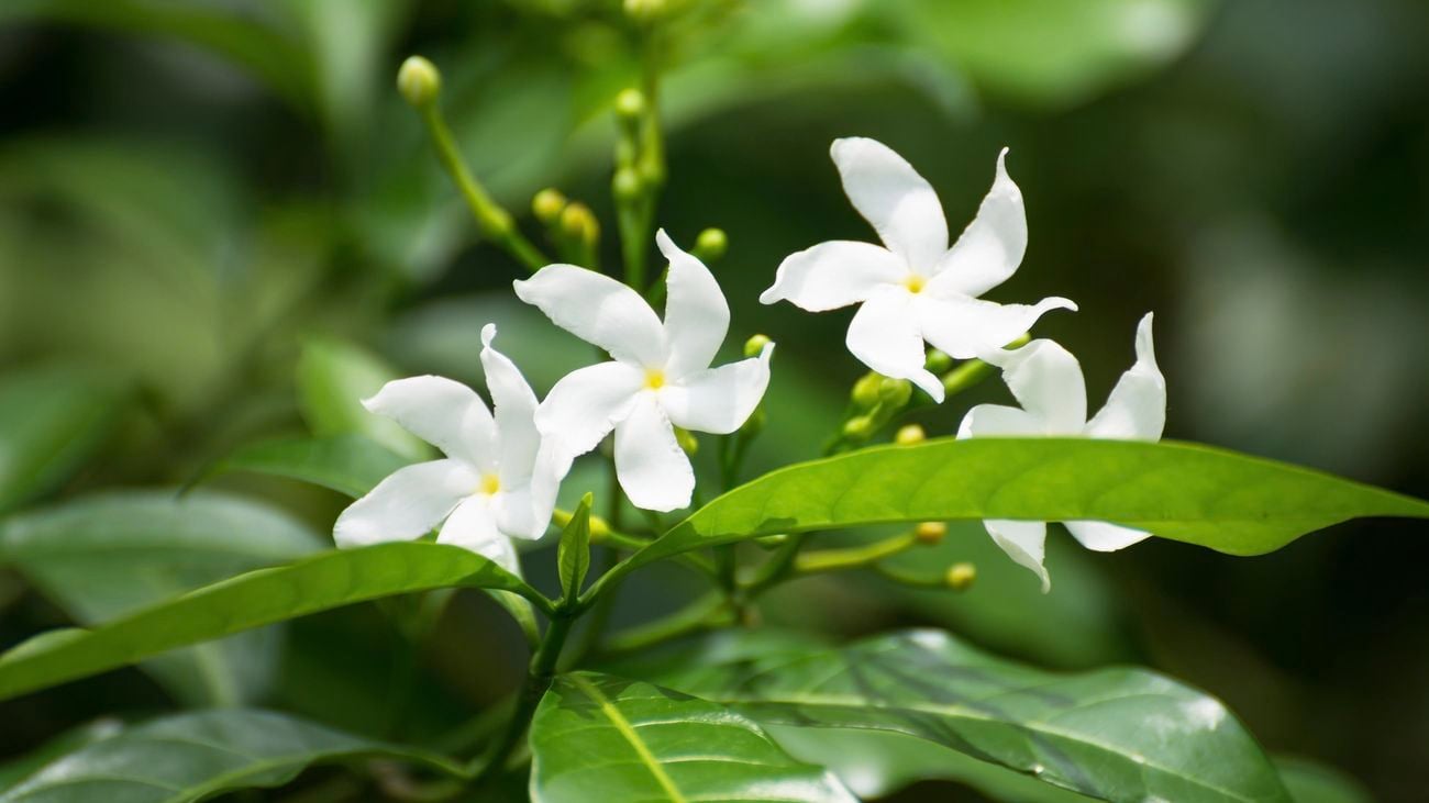 Jasmine flowers blooming in the sunshine