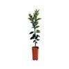 4L Orange Cara Cara Blood Navel Dwarf grafted - Citrus sinensis