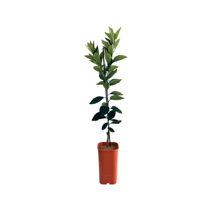 4L Orange Cara Cara Blood Navel Dwarf grafted - Citrus sinensis