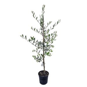 4L Olive Tree - Olea Verdale 
