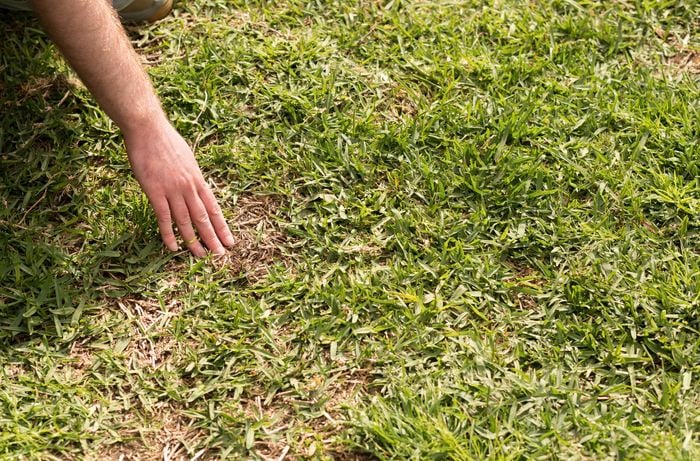 A person is checking a patchy lawn by touching a bare spot to check the best time for aeration.