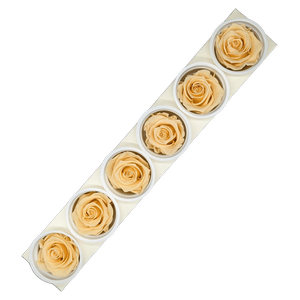 Blooms Of Joy 6cm Cantaloupe Rose 6 pack