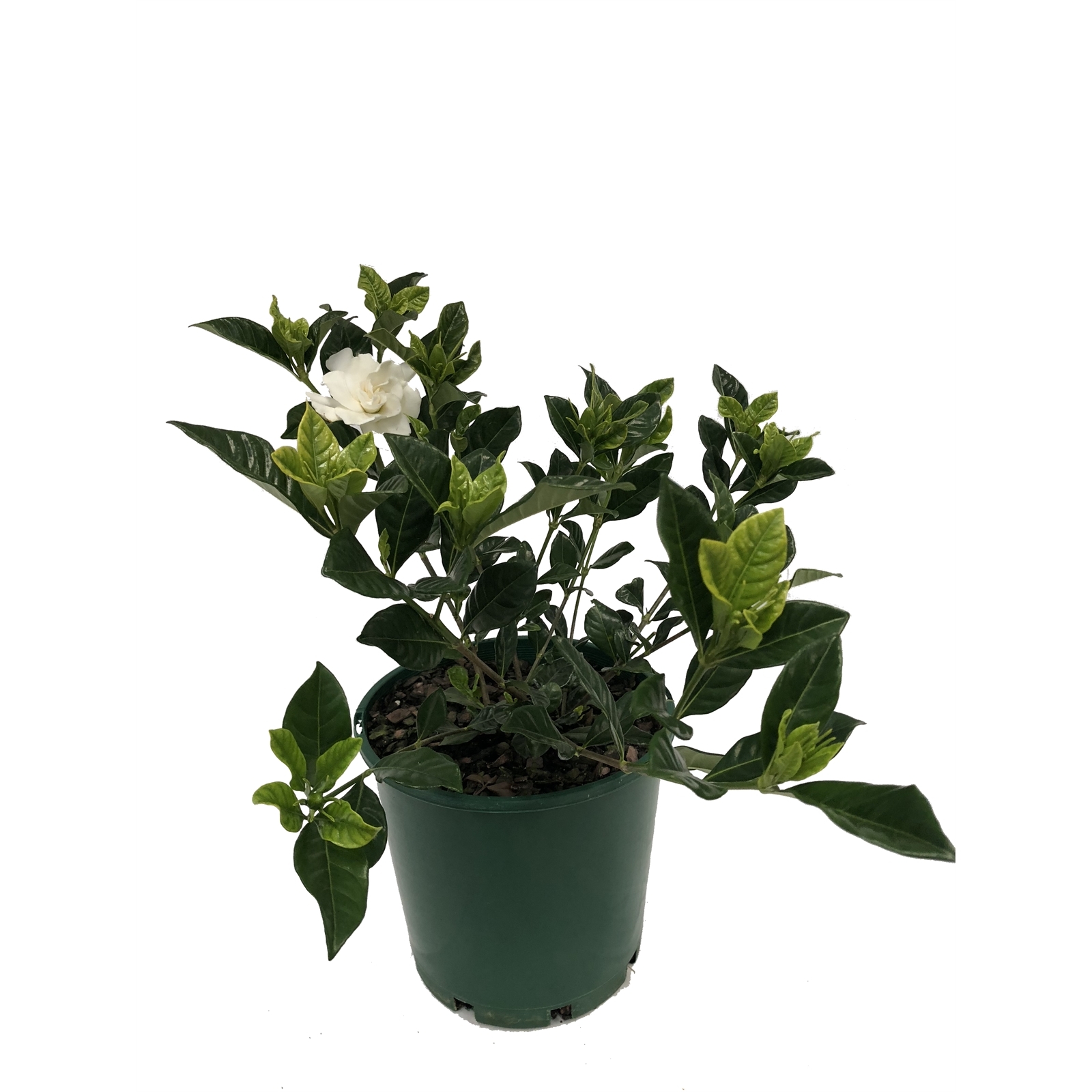 200mm Assorted Gardenias product image