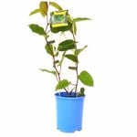 140mm Kangroo Vine - Cissus antarctica - Grow It Easy Range