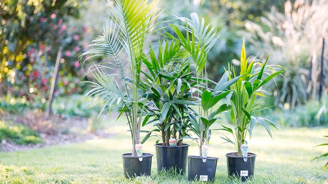 A variety of four palms in plant pots