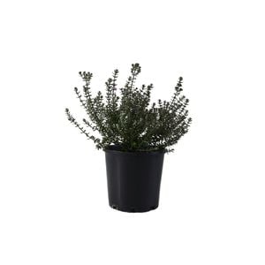 200mm Westringea Jervis Gem