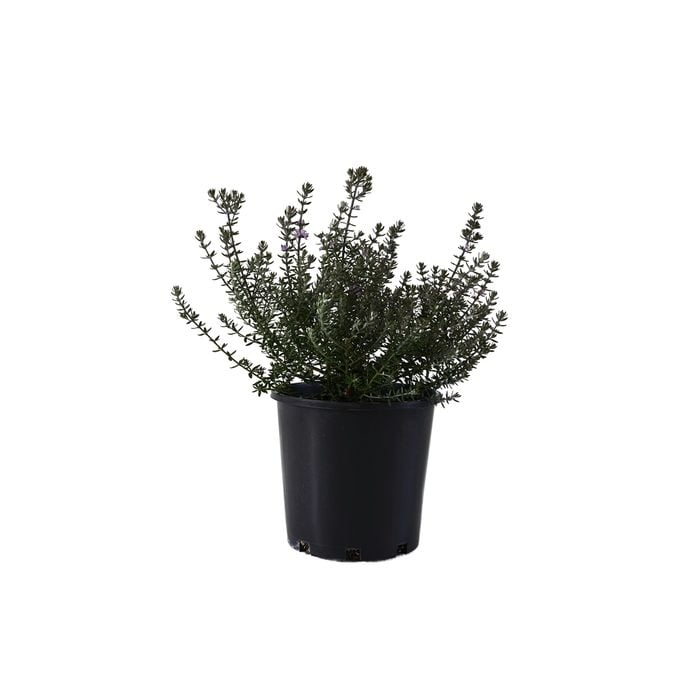 200mm Westringea Jervis Gem