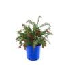 250mm Grevillea Red Clusters