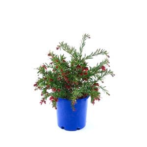 250mm Grevillea Red Clusters