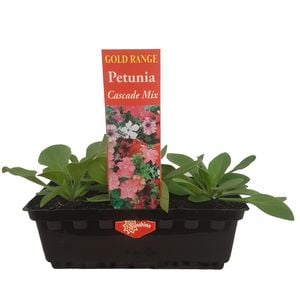 Punnet Petunia Cascade Mix - Gold Flower Range