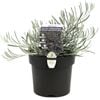 140mm Curry Plant - Helichrysum italicum Silvio