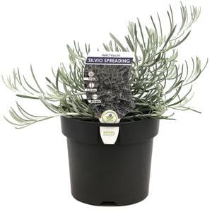 140mm Curry Plant - Helichrysum italicum Silvio