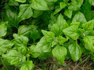 Diamond-shaped leaves of warrigal greens