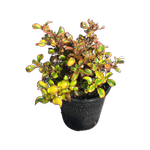 2.4L Tequila Sunrise - Coprosma hybrid