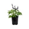 140mm Salvia Amistad - Salvia guaranitica