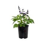 140mm Salvia Amistad - Salvia guaranitica
