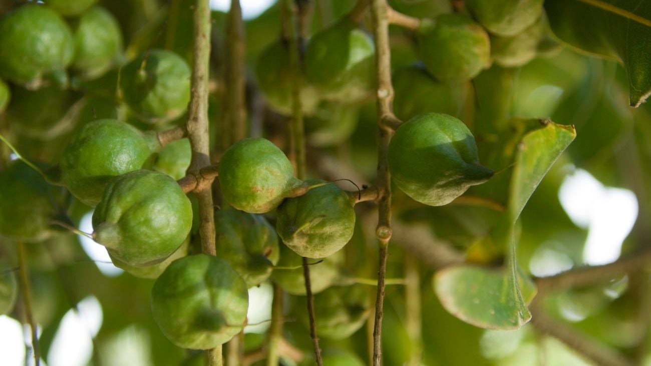 Macadamia nuts on tree