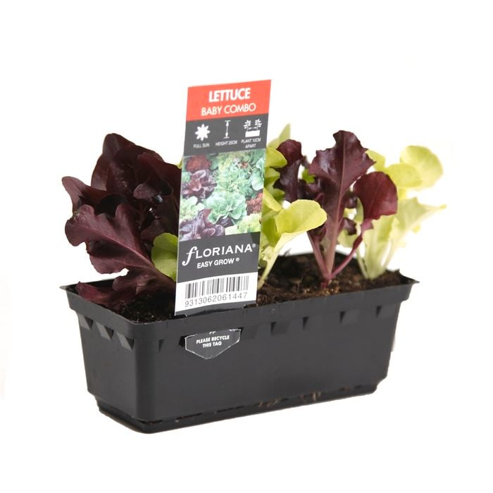 Lettuce Baby Combo Punnet - Letuca sativa