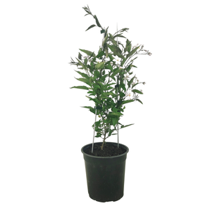 3.5L White Potato Vine - Solanum jasminoides 'Grandiflora'
