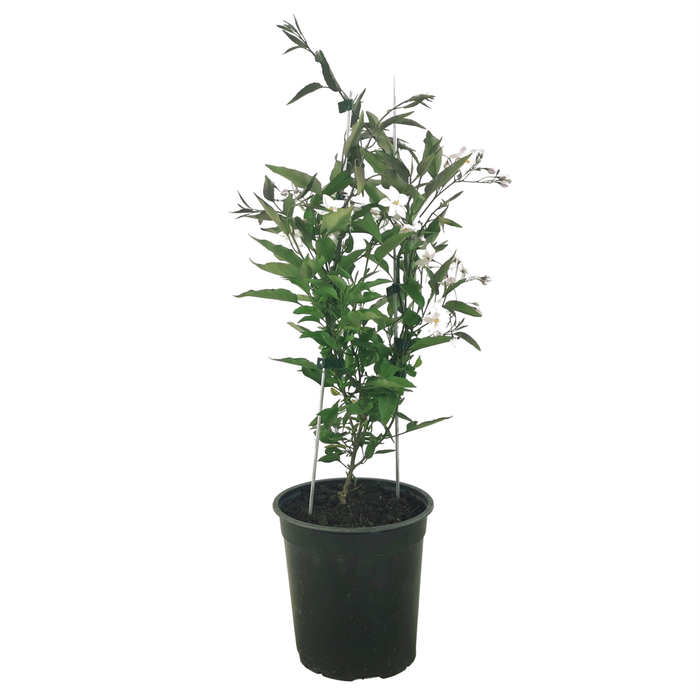 3.5L White Potato Vine - Solanum jasminoides 'Grandiflora'
