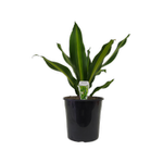 200mm Dracaena Massangeana - Dracaena fragrans