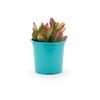105mm Bright and Easy Golden Jade Tree - Crassula Ovata Hummel Sunset