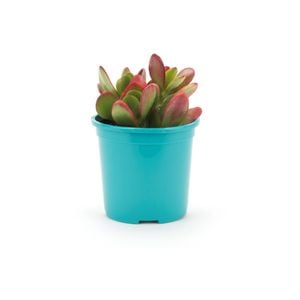 105mm Bright and Easy Golden Jade Tree - Crassula Ovata Hummel Sunset