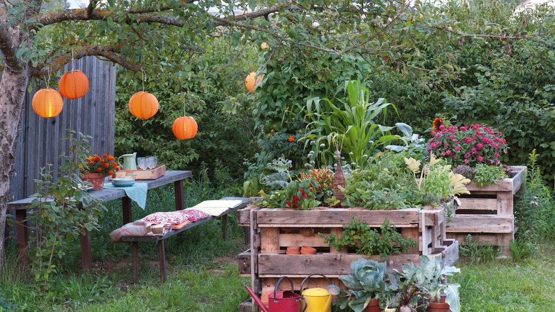 raised garden beds using timber pallets.