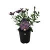 1.5L Cape Daisy Nasinga Purple - Osteospermum