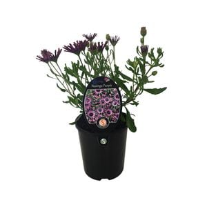 1.5L Cape Daisy Nasinga Purple - Osteospermum