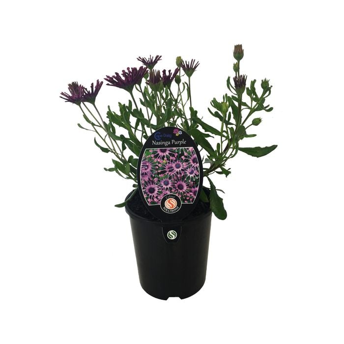 1.5L Cape Daisy Nasinga Purple - Osteospermum