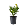 140mm Bay Tree Miles Choice - Laurus nobilis