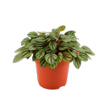 95mm Piccolo Banda Peperomia