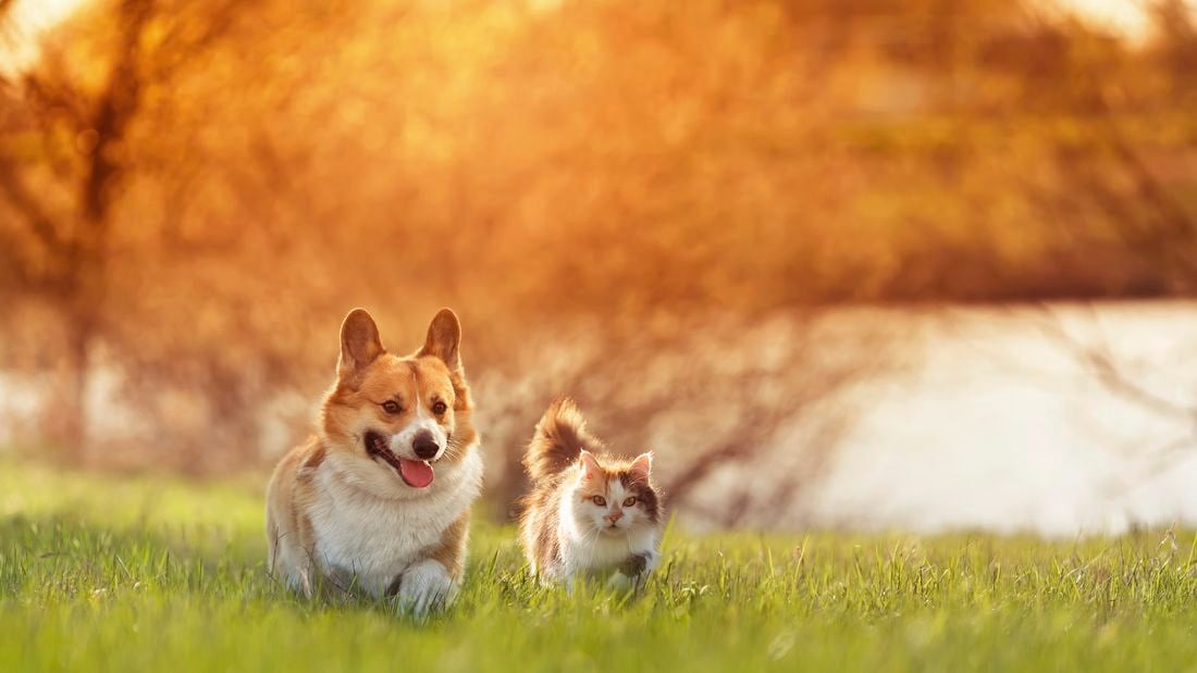 dog and cut running towards the camera