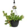 200mm Goldfish Plant Hanging Basket - Columnea microphylla