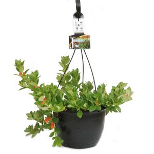 200mm Goldfish Plant Hanging Basket - Columnea microphylla