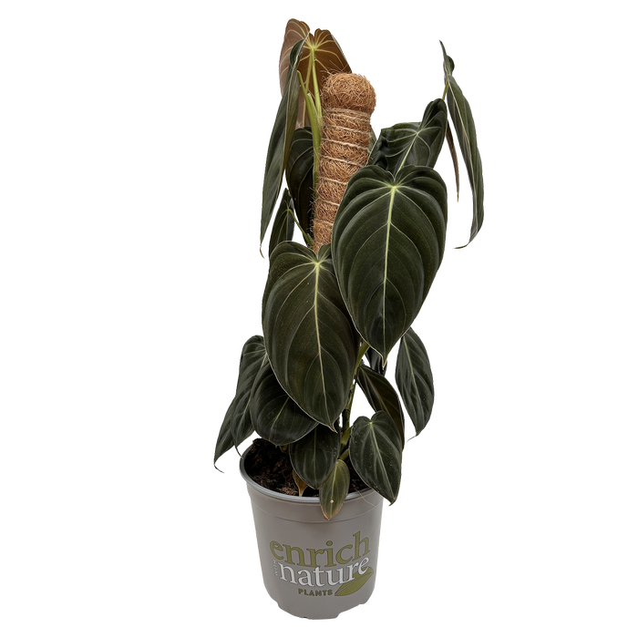 170mm Black Gold Philodendron - Philodendron melanochrysum