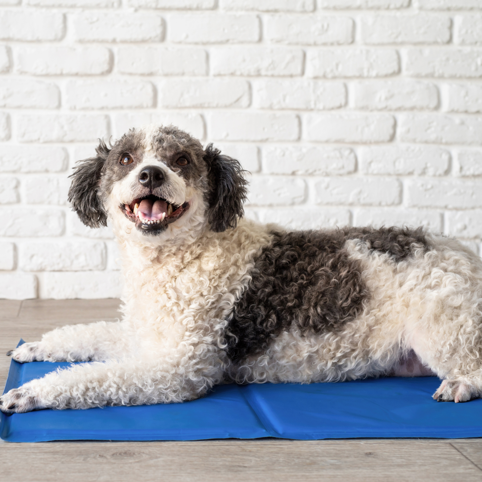 Dog cooling fashion mat bunnings