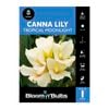 Bloomin' Bulbs Canna Lily - Tropical Moonlight 1 Pack