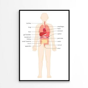 Structural Drawing of The Human Body  Print 100% Australian Made 60x90cm  (Poster)